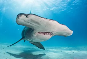 Face portrait of a Great hammerhead shark (Sphyrna mokarran) off Bimini, Bahamas Face portrait of a Great hammerhead shark (Sphyrna mokarran) off Bimini, Bahamas