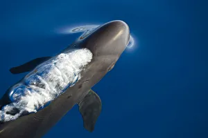 False killer whale (Pseudorca crassidens) just below surface exhaling as it breaks the False killer whale (Pseudorca crassidens) just below surface exhaling as it breaks the