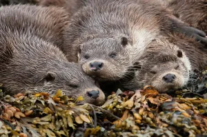 A family of otters rest on the intertidal seaweed. European river otter (Lutra lutra A family of otters rest on the intertidal seaweed. European river otter (Lutra lutra