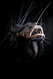 Female Anglerfish fanfin seadevil (Caulophryne jordani) - Deep sea species from Atlantic Female Anglerfish fanfin seadevil (Caulophryne jordani) - Deep sea species from Atlantic