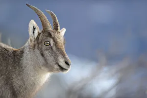 Female Ibex (Capra ibex) portrait, Creux du Van Natural Reserve, Val de Travers Female Ibex (Capra ibex) portrait, Creux du Van Natural Reserve, Val de Travers