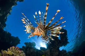 Female Lionfish (Pterois volitans) on coral reef. Jackfish Alley, Ras Mohammed Marine Park Female Lionfish (Pterois volitans) on coral reef. Jackfish Alley, Ras Mohammed Marine Park