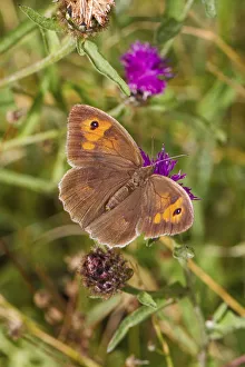 Female Meadow brown butterfly (Maniola jurtina) feeding on thistle, Lewisham, London, UK Female Meadow brown butterfly (Maniola jurtina) feeding on thistle, Lewisham, London, UK