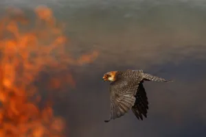Female Red footed falcon (Falco vespertinus) hunting over burning steppe fields Female Red footed falcon (Falco vespertinus) hunting over burning steppe fields