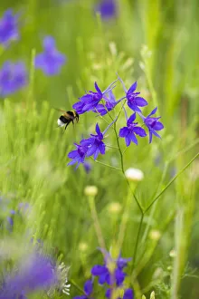 Field larkspur (Consolida regalis / Delphinium consolida) with Bumble bee flying by flower Field larkspur (Consolida regalis / Delphinium consolida) with Bumble bee flying by flower