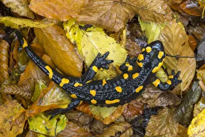 Fire / European salamander (Salamandra salamandra) Plitvice Lakes National Park, Croatia Fire / European salamander (Salamandra salamandra) Plitvice Lakes National Park, Croatia