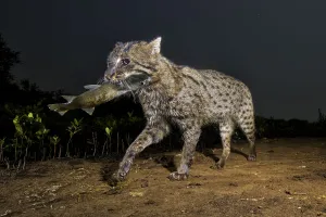 Fishing cat (Prionailurus viverrinus) walking with fish in mouth. Andhra Pradesh, India Fishing cat (Prionailurus viverrinus) walking with fish in mouth. Andhra Pradesh, India