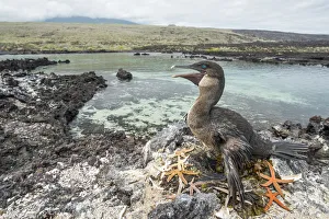 Flightless cormorant (Phalacrocorax harrisi) on nest. Starfish (Asteroidea Flightless cormorant (Phalacrocorax harrisi) on nest. Starfish (Asteroidea