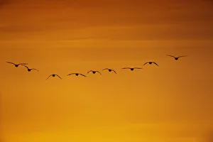 Flock of Pink-footed geese (Anser brachyrhynchus) flying on migration at sunset Flock of Pink-footed geese (Anser brachyrhynchus) flying on migration at sunset