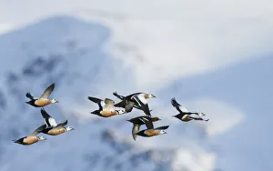 Flock of Steller's eiders (Polysticta stelleri) in flight, Batsfjord, Norway, March Flock of Steller's eiders (Polysticta stelleri) in flight, Batsfjord, Norway, March