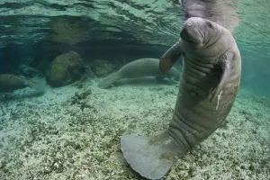 A Florida manatee (Trichechus manatus latirostrus) in upright posture with tail on river A Florida manatee (Trichechus manatus latirostrus) in upright posture with tail on river