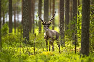 Forest reindeer, (Rangifer tarandus fennicus) in velvet, Viiksimo, Kuhmo region Forest reindeer, (Rangifer tarandus fennicus) in velvet, Viiksimo, Kuhmo region