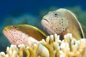 Forster's hawkfish (Paracirrhites forsteri) on a coral reef. Jackson Reef, Tiran, Sinai, Egypt Forster's hawkfish (Paracirrhites forsteri) on a coral reef. Jackson Reef, Tiran, Sinai, Egypt