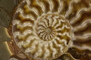 Fossil ammonite, Cleoniceras spp., from upper early cretaceous period, Albian stage Fossil ammonite, Cleoniceras spp., from upper early cretaceous period, Albian stage