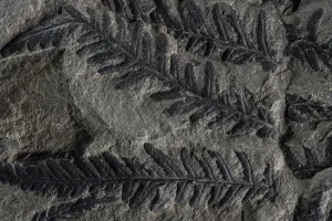 Fossil leaves of seed ferns, a kind of extinct plant, Joggins Fossil Cliffs UNESCO Fossil leaves of seed ferns, a kind of extinct plant, Joggins Fossil Cliffs UNESCO