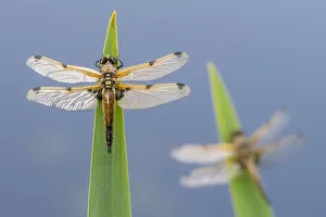 Four-spotted chaser (Libellula quadrimaculata) dragonflies resting on backlit reeds close Four-spotted chaser (Libellula quadrimaculata) dragonflies resting on backlit reeds close
