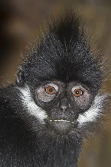 Francois' Langur (Trachypithecus francoisi) captive from Southern China and NE Vietnam Francois' Langur (Trachypithecus francoisi) captive from Southern China and NE Vietnam