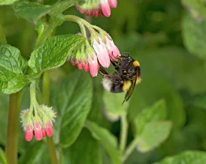 Garden bumblebee (Bombus hortorum) queen nectaring on Comfrey (Symphytum 'Hidcote Garden bumblebee (Bombus hortorum) queen nectaring on Comfrey (Symphytum 'Hidcote