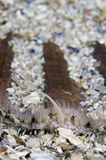 Giant / King scallop (Pecten maximus) seabed covered in shells, Moere coastline, Norway Giant / King scallop (Pecten maximus) seabed covered in shells, Moere coastline, Norway