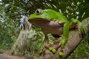 Giant monkey frog / Blue and yellow frog (Phyllomedusa bicolor) on branch, Tambopata Giant monkey frog / Blue and yellow frog (Phyllomedusa bicolor) on branch, Tambopata
