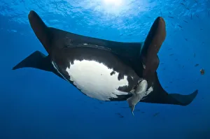 Giant Pacific Manta Ray (Manta birostris) portrait with Remora fish (Echeneididae Giant Pacific Manta Ray (Manta birostris) portrait with Remora fish (Echeneididae