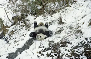 Giant panda (Ailuropoda melanoleuca) sliding down slope on back after losing footing Giant panda (Ailuropoda melanoleuca) sliding down slope on back after losing footing
