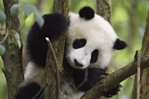 Giant panda (Ailuropoda melanoleuca) cub in tree, Chengdu Panda Breeding Centre, Sichuan Giant panda (Ailuropoda melanoleuca) cub in tree, Chengdu Panda Breeding Centre, Sichuan