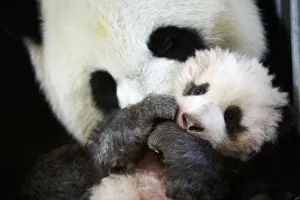 Giant panda (Ailuropoda melanoleuca) female, Huan Huan, holding baby age three months Giant panda (Ailuropoda melanoleuca) female, Huan Huan, holding baby age three months