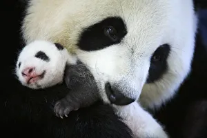 Giant panda (Ailuropoda melanoleuca) female, Huan Huan, holding baby age one month Giant panda (Ailuropoda melanoleuca) female, Huan Huan, holding baby age one month