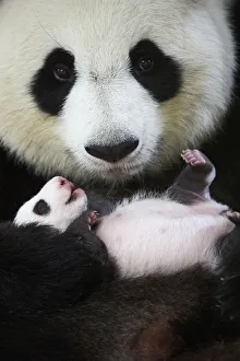 Giant panda (Ailuropoda melanoleuca) female, Huan Huan, holding baby age one month Giant panda (Ailuropoda melanoleuca) female, Huan Huan, holding baby age one month