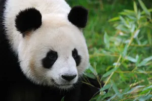 Giant panda (Ailuropoda melanoleuca) portrait, captive, Zoo Parc de Beauval, France Giant panda (Ailuropoda melanoleuca) portrait, captive, Zoo Parc de Beauval, France