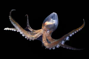 Glass octopus (Vitreledonella richardi). deep sea species from Atlantic Ocean off Cape Glass octopus (Vitreledonella richardi). deep sea species from Atlantic Ocean off Cape