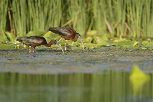 Glossy Ibises (Plegadis falcinellus) foraging in the Danube Delta, Romania. June Glossy Ibises (Plegadis falcinellus) foraging in the Danube Delta, Romania. June