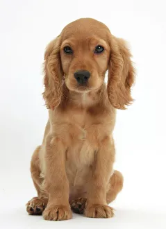 Golden Cocker Spaniel puppy, Maizy, sitting Golden Cocker Spaniel puppy, Maizy, sitting
