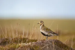 Golden plover (Pluvialis apricaria) adult on open moorland, breeding plumage, Shetland Islands Golden plover (Pluvialis apricaria) adult on open moorland, breeding plumage, Shetland Islands