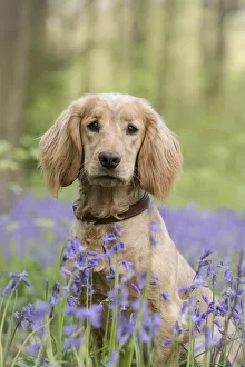 Golden working cocker spaniel puppy amongst bluebells in beech woodland, Micheldever Woods Golden working cocker spaniel puppy amongst bluebells in beech woodland, Micheldever Woods