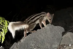 Grandidier's / Giant Striped Mongoose (Galidictis grandidieri) foraging at night Grandidier's / Giant Striped Mongoose (Galidictis grandidieri) foraging at night