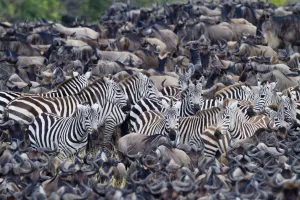 Grant's zebra (Equus burchelli boehmi) in a migration herd of wildebeest (Connochaetes Grant's zebra (Equus burchelli boehmi) in a migration herd of wildebeest (Connochaetes