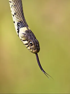 Grass snake (Natrix natrix) flicking tongue, Hampstead Heath, London, England, UK, August Grass snake (Natrix natrix) flicking tongue, Hampstead Heath, London, England, UK, August
