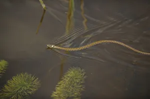 Grass snake (Natrix natrix) swimming through water, Wicken Fen, Cambridgeshire, UK, June Grass snake (Natrix natrix) swimming through water, Wicken Fen, Cambridgeshire, UK, June