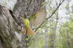 Great crested flycatcher (Myiarchus crinitus), female alighting at nest cavity entrance Great crested flycatcher (Myiarchus crinitus), female alighting at nest cavity entrance