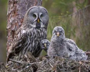 Great Grey Owl (Strix nebulosa) adult and chicks on nest. Nest 'frame' is manmade Great Grey Owl (Strix nebulosa) adult and chicks on nest. Nest 'frame' is manmade