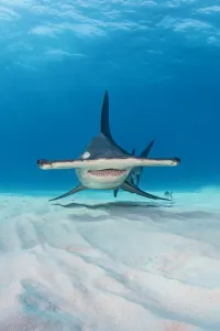 Great hammerhead shark (Sphyrna mokarran) in shallow water. South Bimini, Bahamas Great hammerhead shark (Sphyrna mokarran) in shallow water. South Bimini, Bahamas