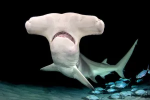 Great hammerhead shark (Sphyrna mokarran) female at night with Bar jacks (Caranx ruber) Great hammerhead shark (Sphyrna mokarran) female at night with Bar jacks (Caranx ruber)