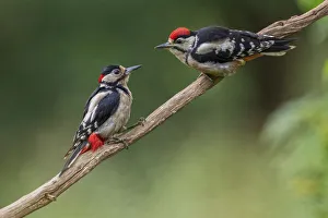 Great Spotted Woodpecker (Dendrocopos major) adult male feeding young, Oisterwijk Great Spotted Woodpecker (Dendrocopos major) adult male feeding young, Oisterwijk
