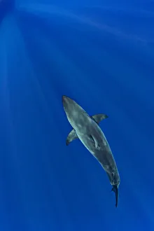 Great white shark (Carcharodon carcharias) from above. Guadalupe Island, Baja California Great white shark (Carcharodon carcharias) from above. Guadalupe Island, Baja California