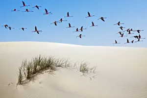 Greater flamingos (Phoenicopterus ruber) in flight over sand dune, Donana National Park Greater flamingos (Phoenicopterus ruber) in flight over sand dune, Donana National Park