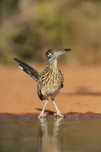 Greater roadrunner (Geococcyx californianus), adult drinking, Rio Grande Valley Greater roadrunner (Geococcyx californianus), adult drinking, Rio Grande Valley