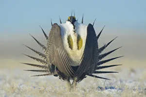 Greater sage-grouse (Centrocercus urophasianus) male displaying on a lek in snow Greater sage-grouse (Centrocercus urophasianus) male displaying on a lek in snow