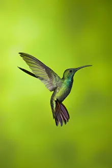 Green-breasted Mango Hummingbird (Anthracothorax prevostii) male hovering at feeder Green-breasted Mango Hummingbird (Anthracothorax prevostii) male hovering at feeder